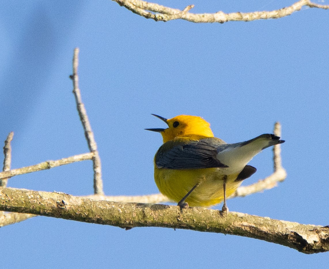 Prothonotary Warbler - Bryan Henson