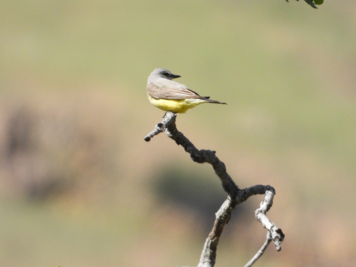 Western Kingbird - Bill Holland