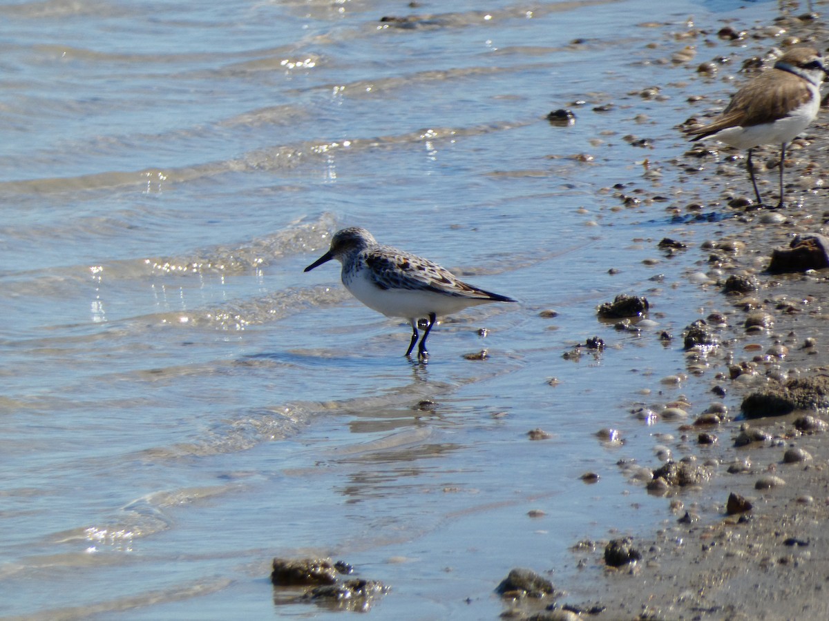 Sanderling - ML618488445