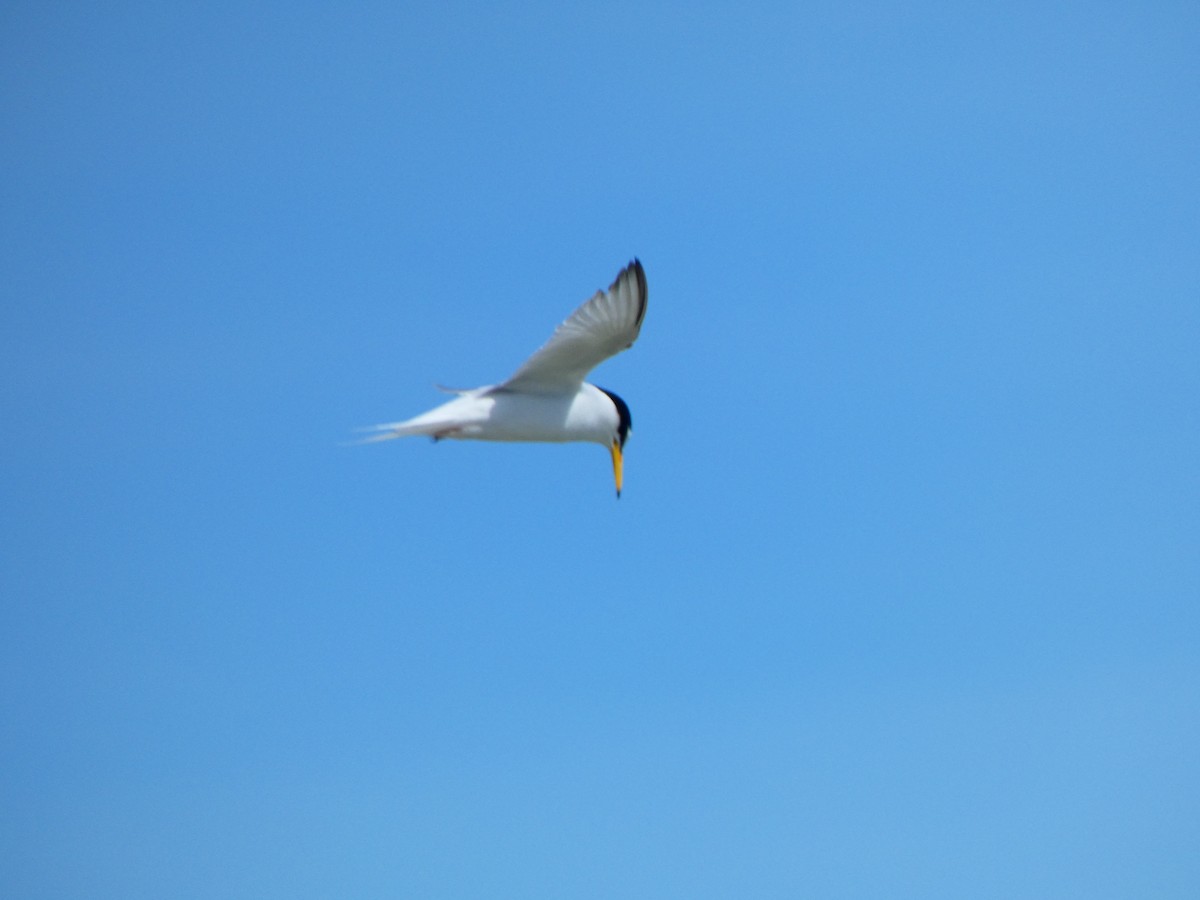 Little Tern - ML618488495