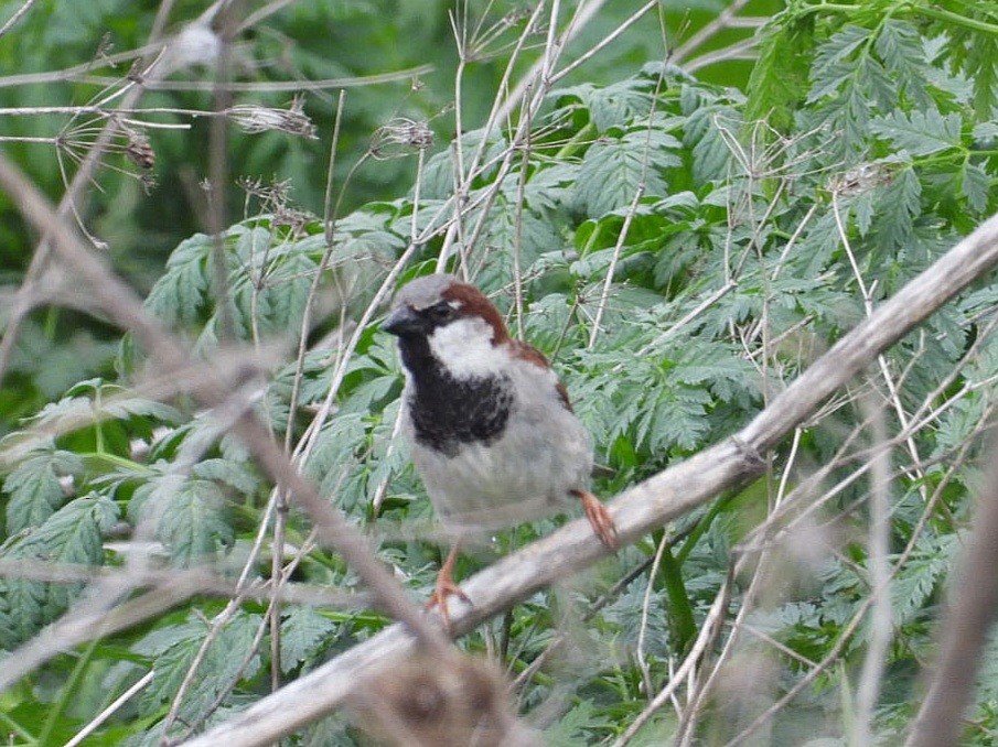 House Sparrow - Ivan V