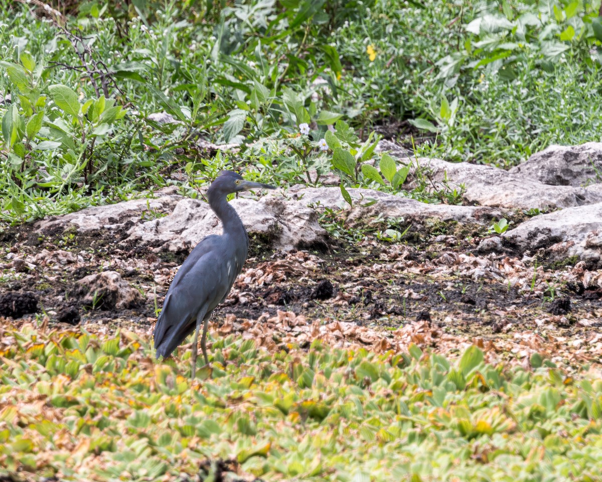 Little Blue Heron - Per Smith