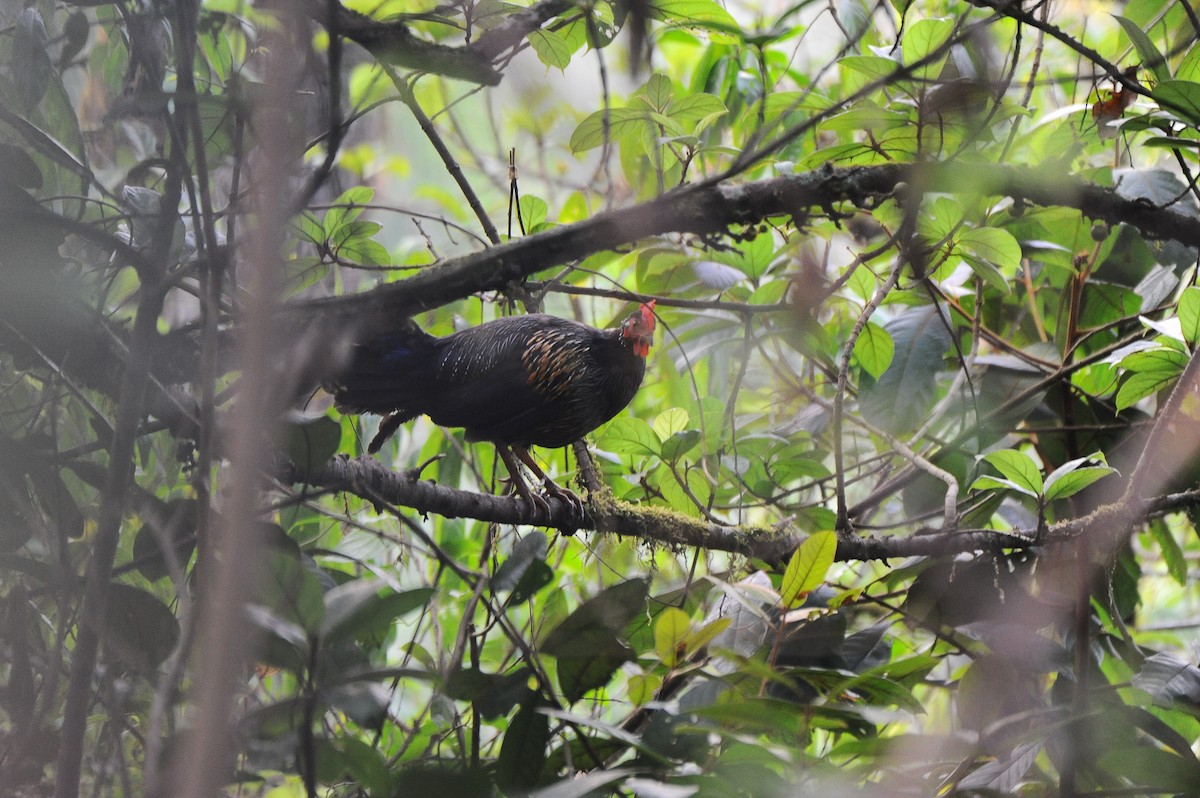 Gray Junglefowl - JOE M RAJA