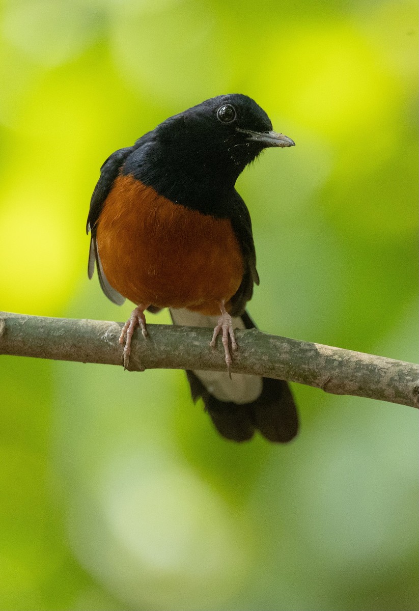 White-rumped Shama - ML618488549