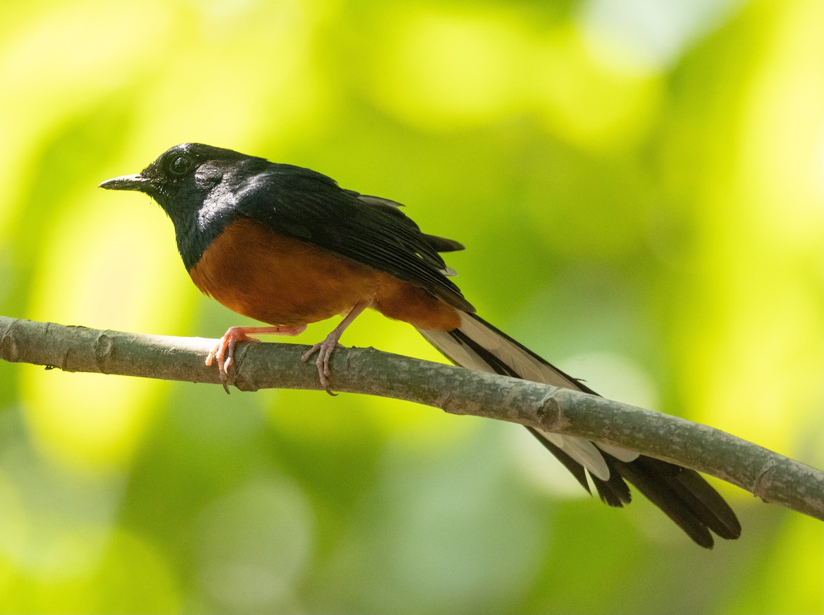 White-rumped Shama - ML618488551