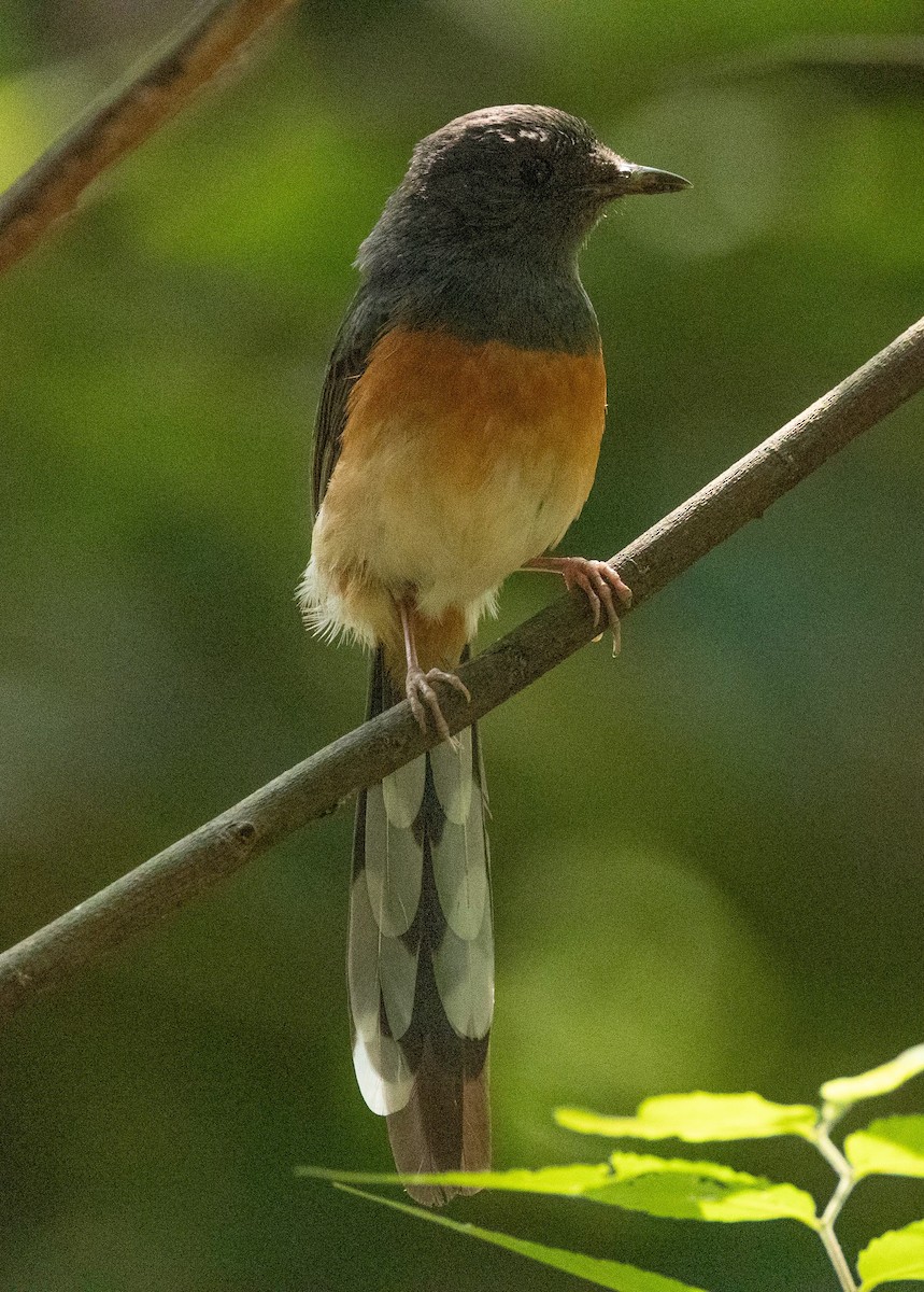 White-rumped Shama - ML618488552