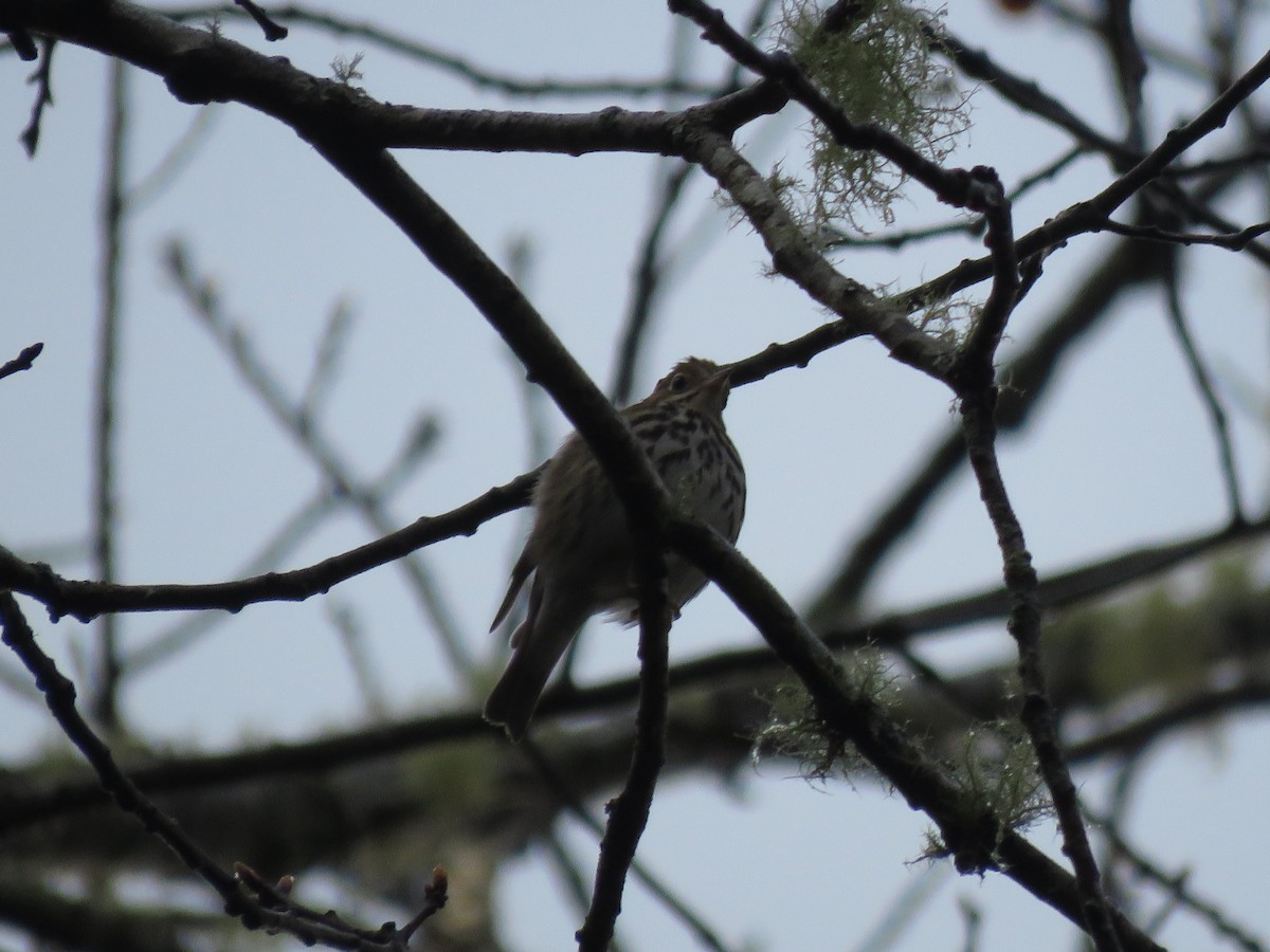 Ovenbird - ML618488576