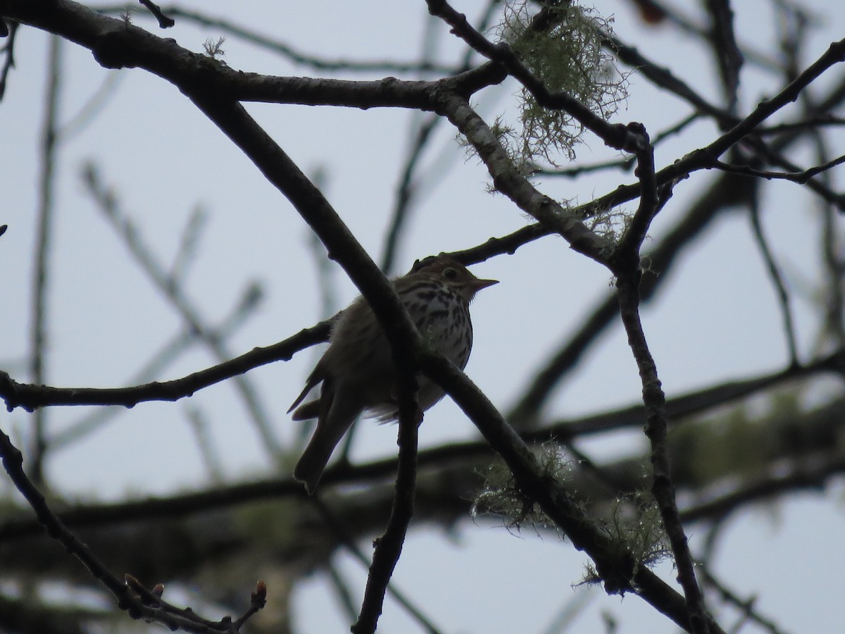 Ovenbird - Curtis Mahon