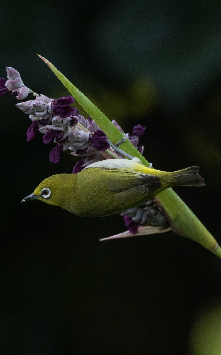 Swinhoe's White-eye - ML618488582