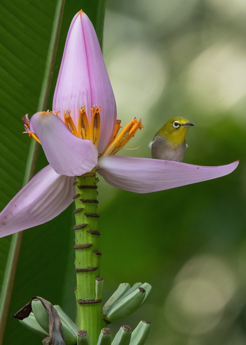 Swinhoe's White-eye - Marie Mockett