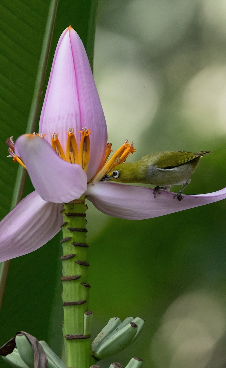 Swinhoe's White-eye - ML618488585