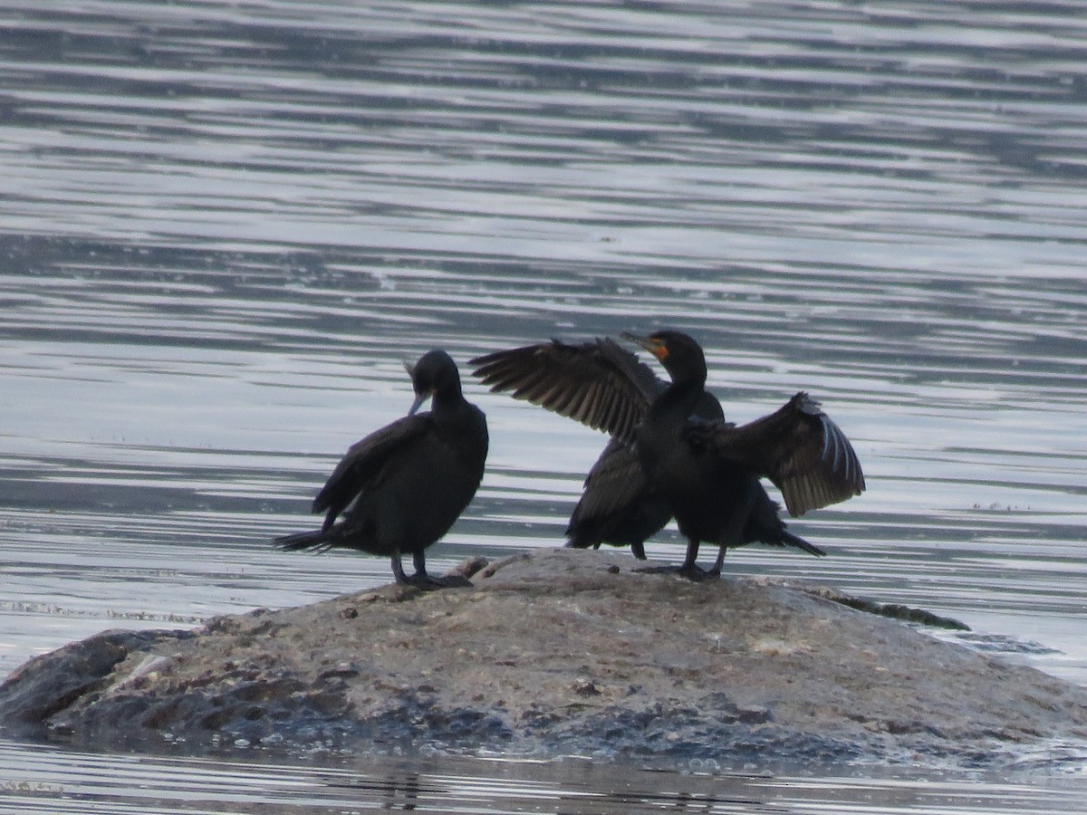 Cormoran à aigrettes - ML618488589