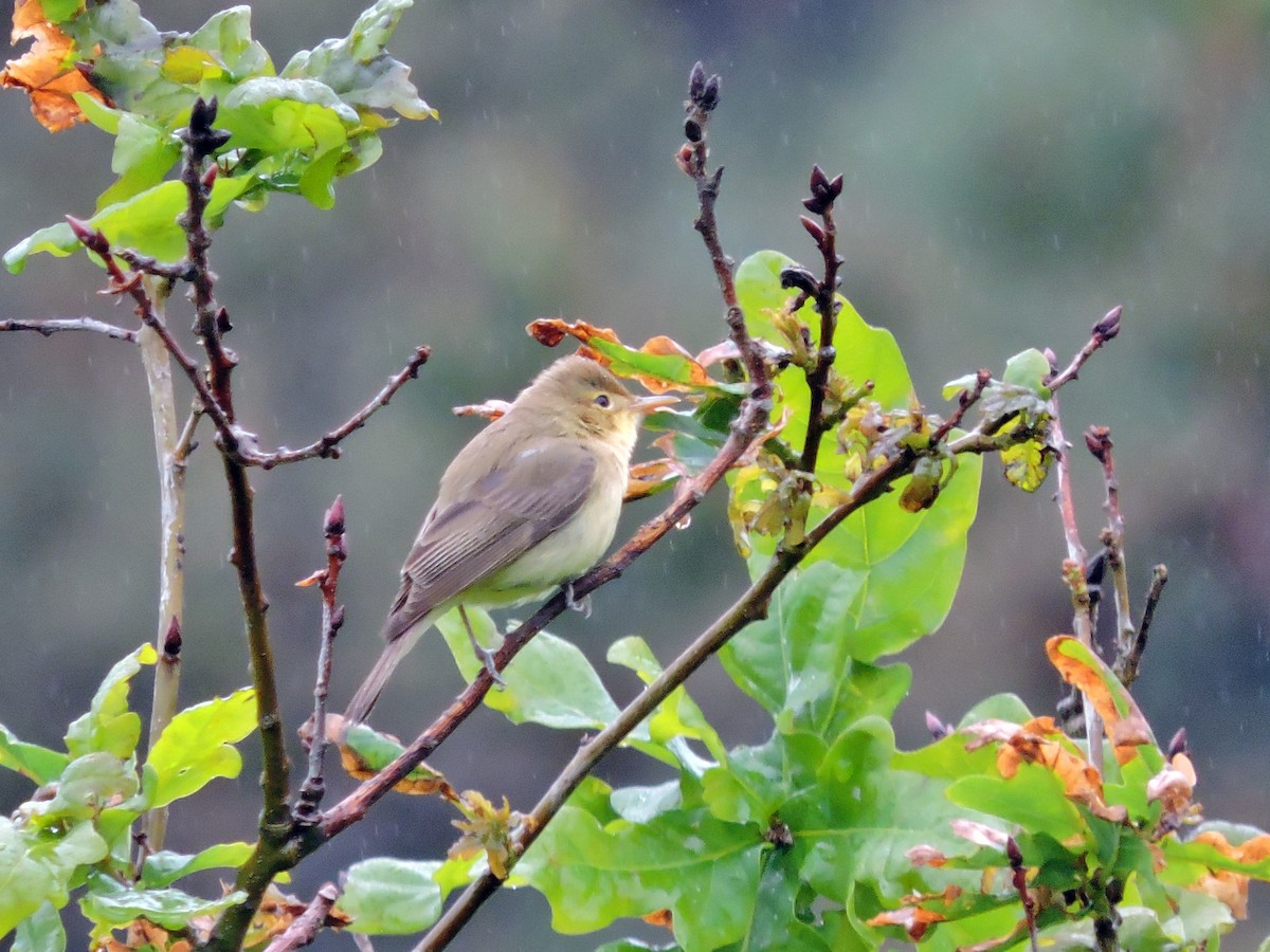 Melodious Warbler - ML618488598
