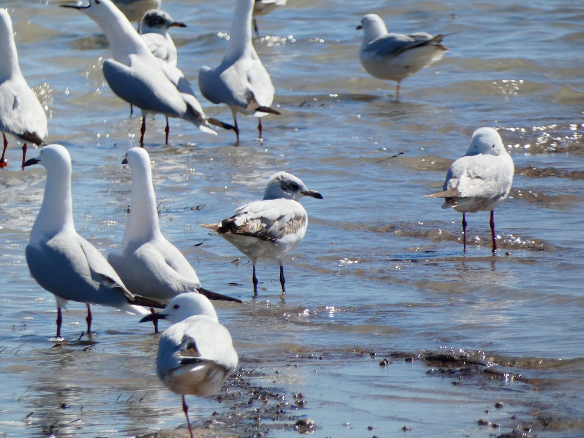 Mediterranean Gull - ML618488602