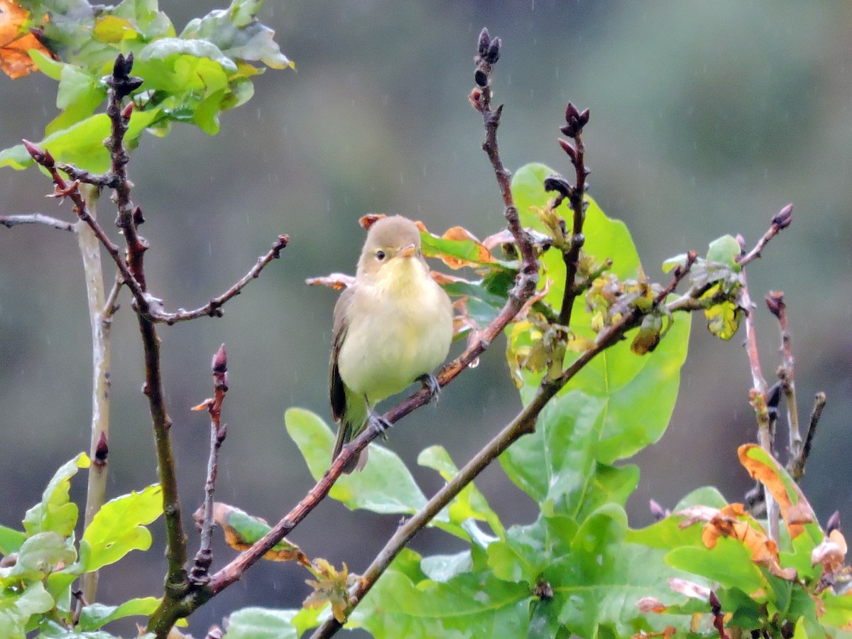 Melodious Warbler - ML618488605