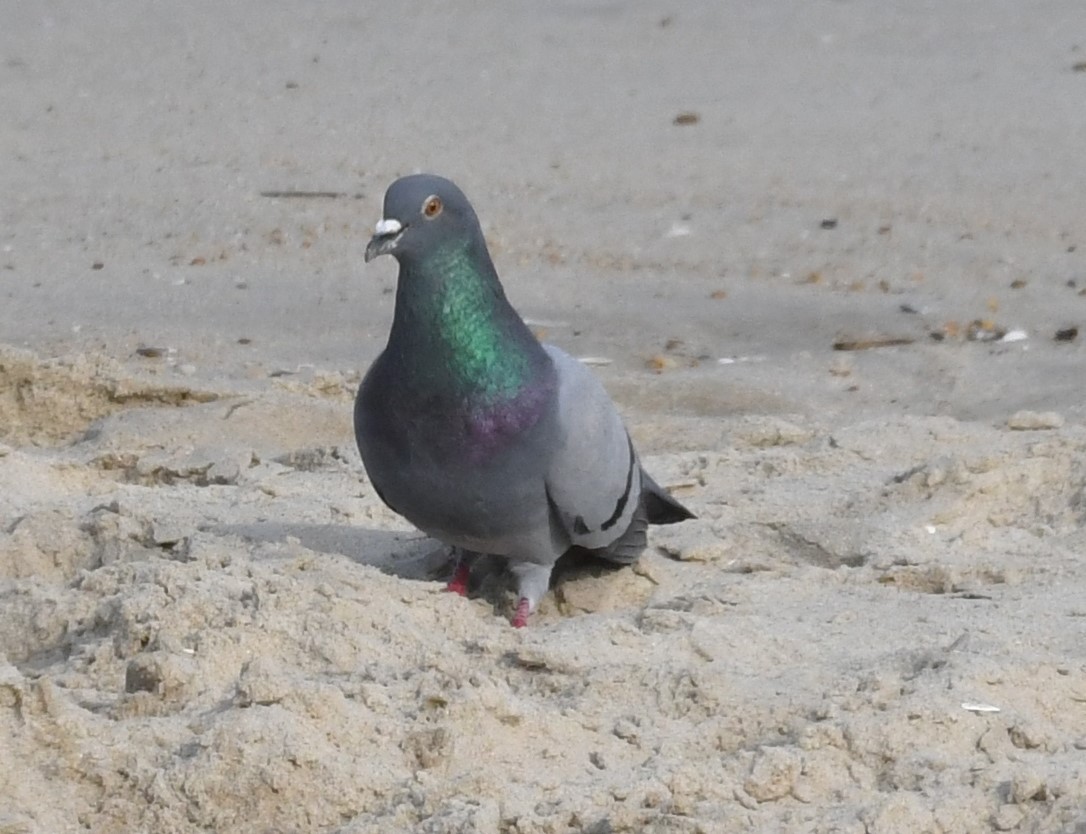 Rock Pigeon (Feral Pigeon) - ML618488613