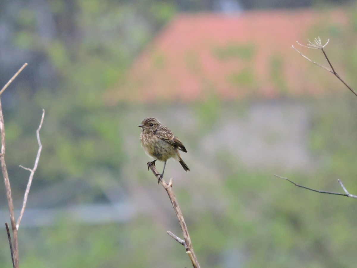 European Stonechat - ML618488620