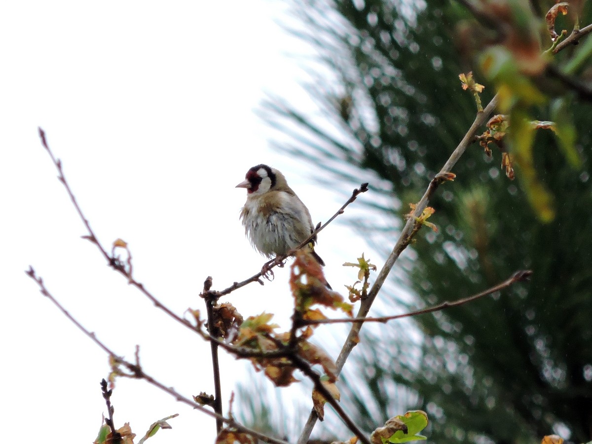 European Goldfinch - ML618488661