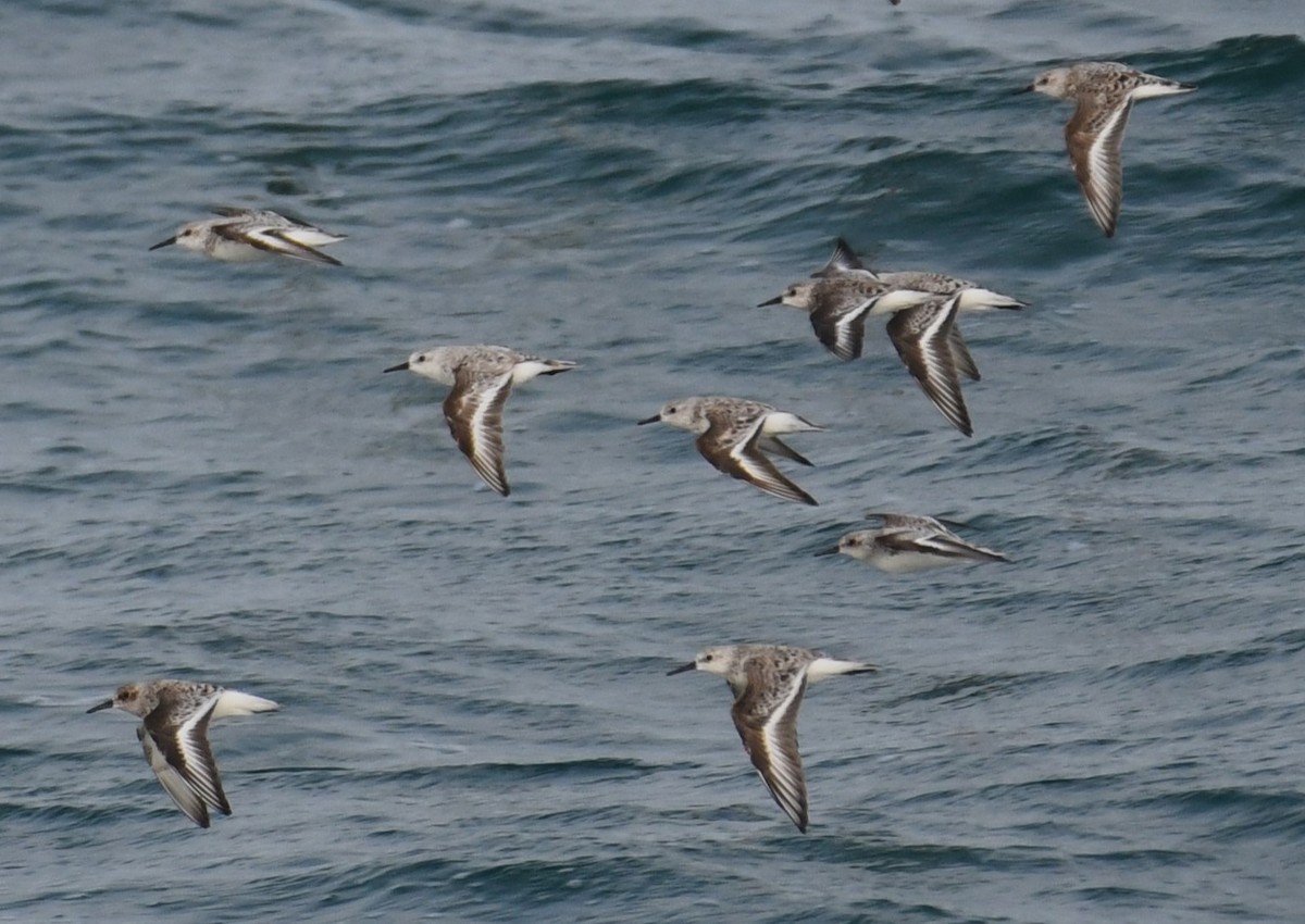 Sanderling - David True