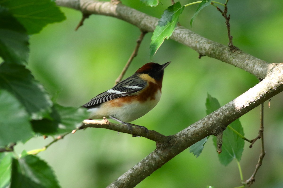 Bay-breasted Warbler - ML618488692