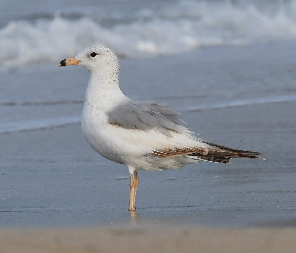 Ring-billed Gull - ML618488703