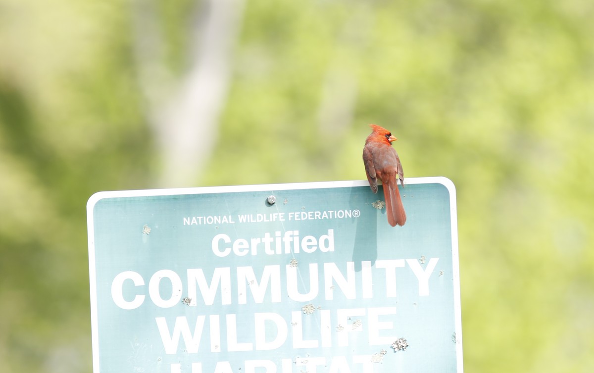 Northern Cardinal - Dan Small