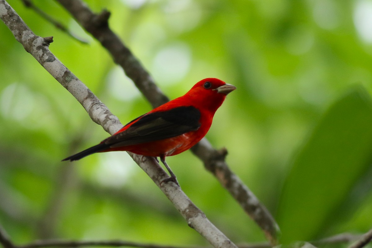 Scarlet Tanager - ML618488717