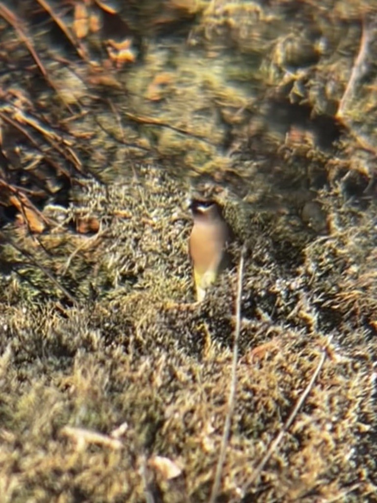 Cedar Waxwing - ML618488719