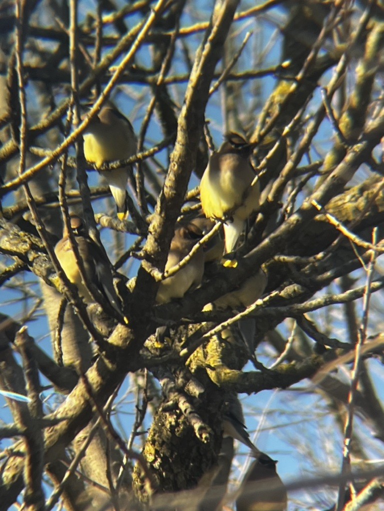 Cedar Waxwing - ML618488721