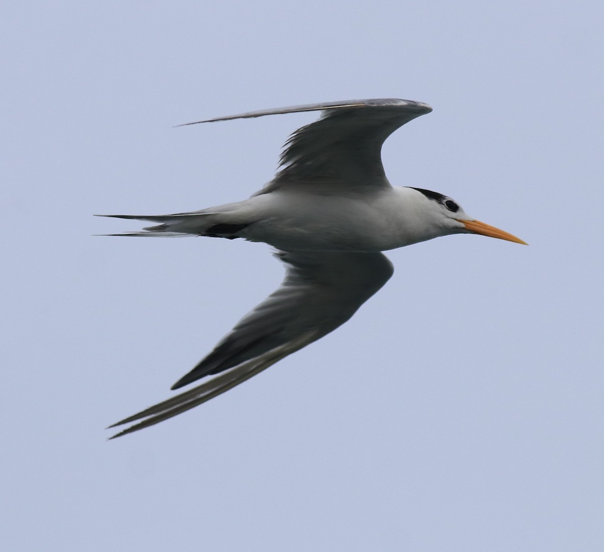 Lesser Crested Tern - Afsar Nayakkan