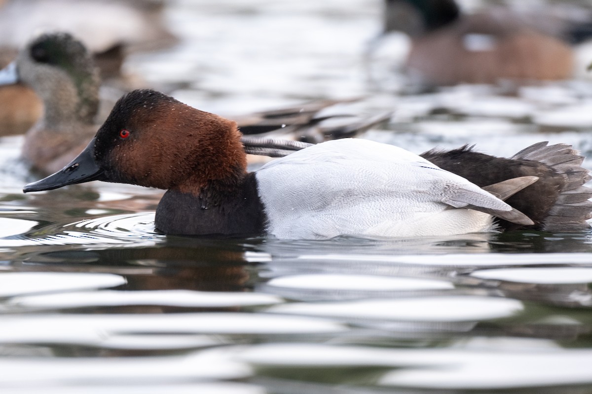 Canvasback - Tim Horvath