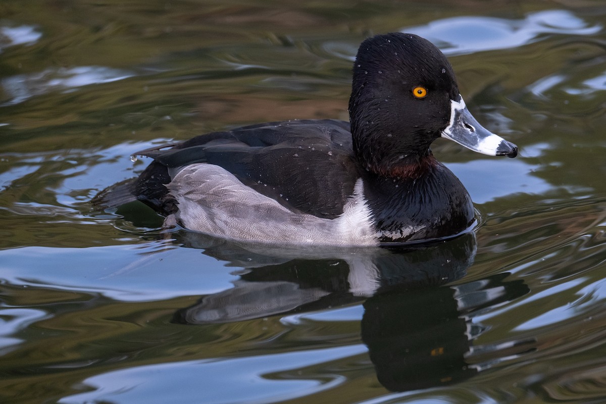 Ring-necked Duck - Tim Horvath