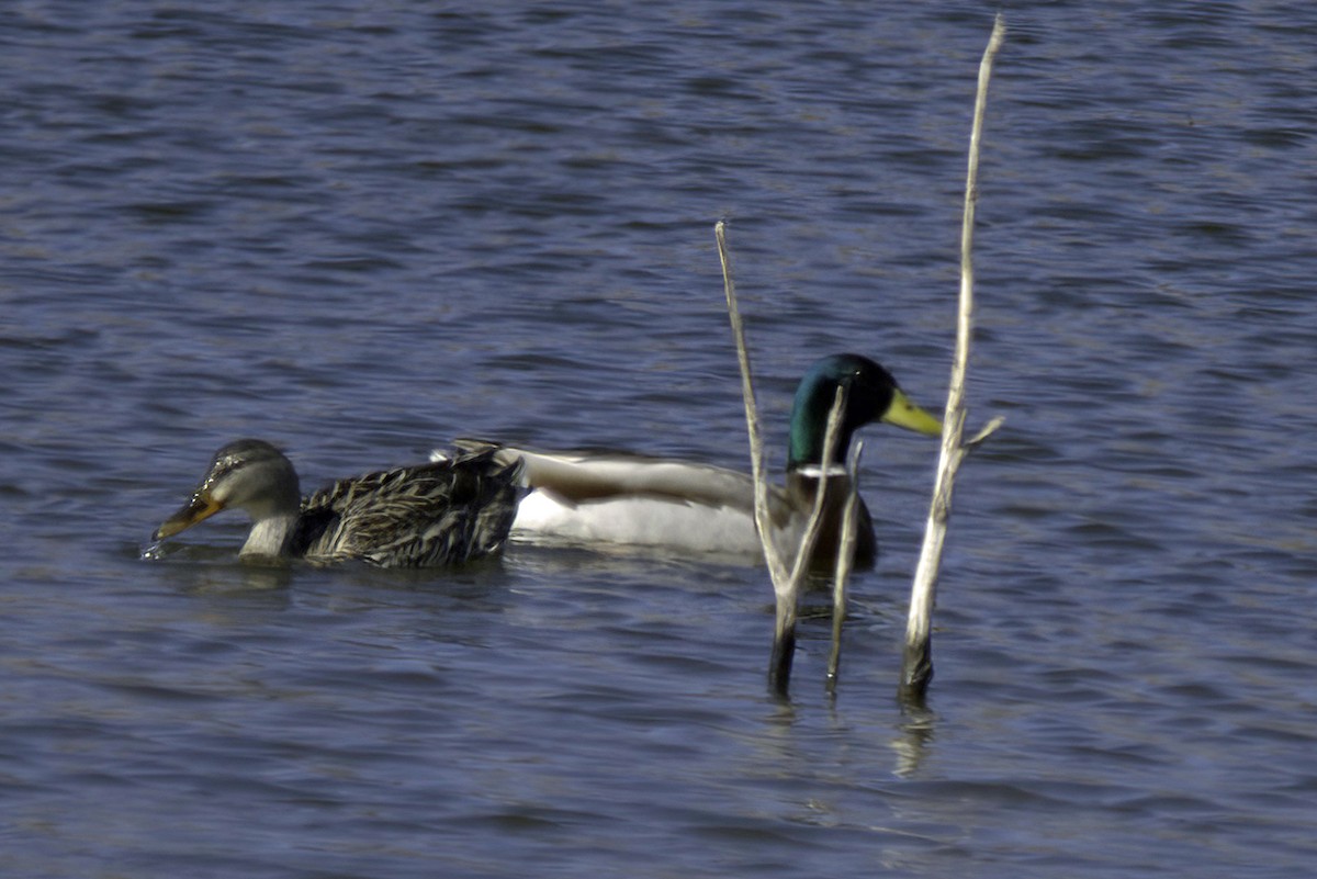 Canard colvert - ML618488796