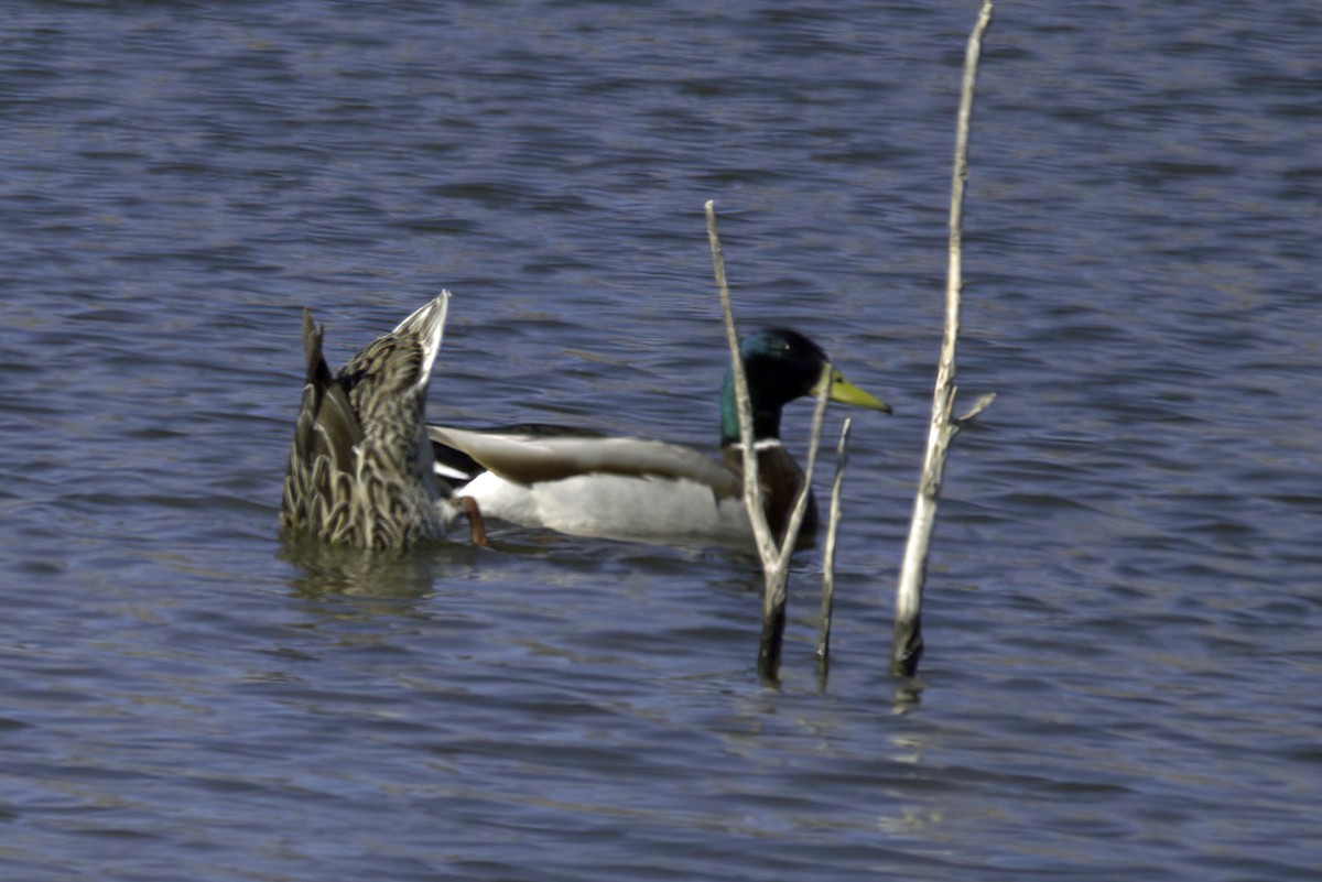 Canard colvert - ML618488798