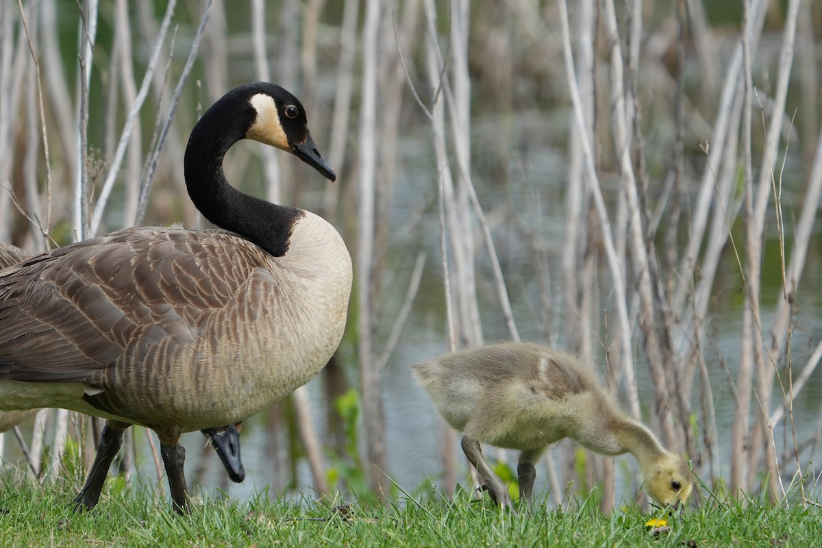 Canada Goose - Will Cihula