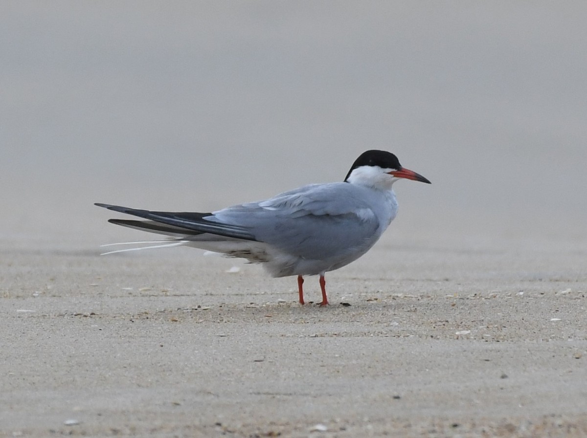 Common Tern - David True