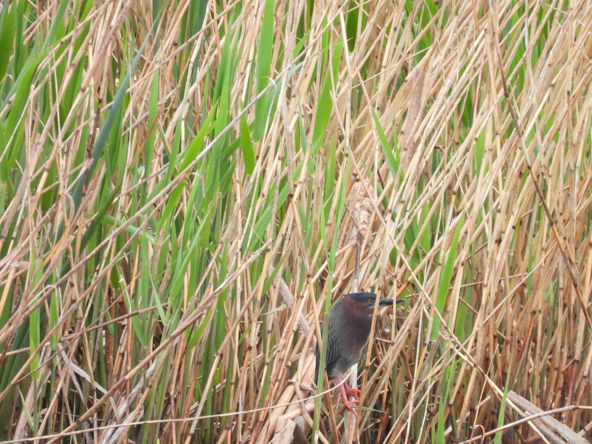 Green Heron - Pete Sibner