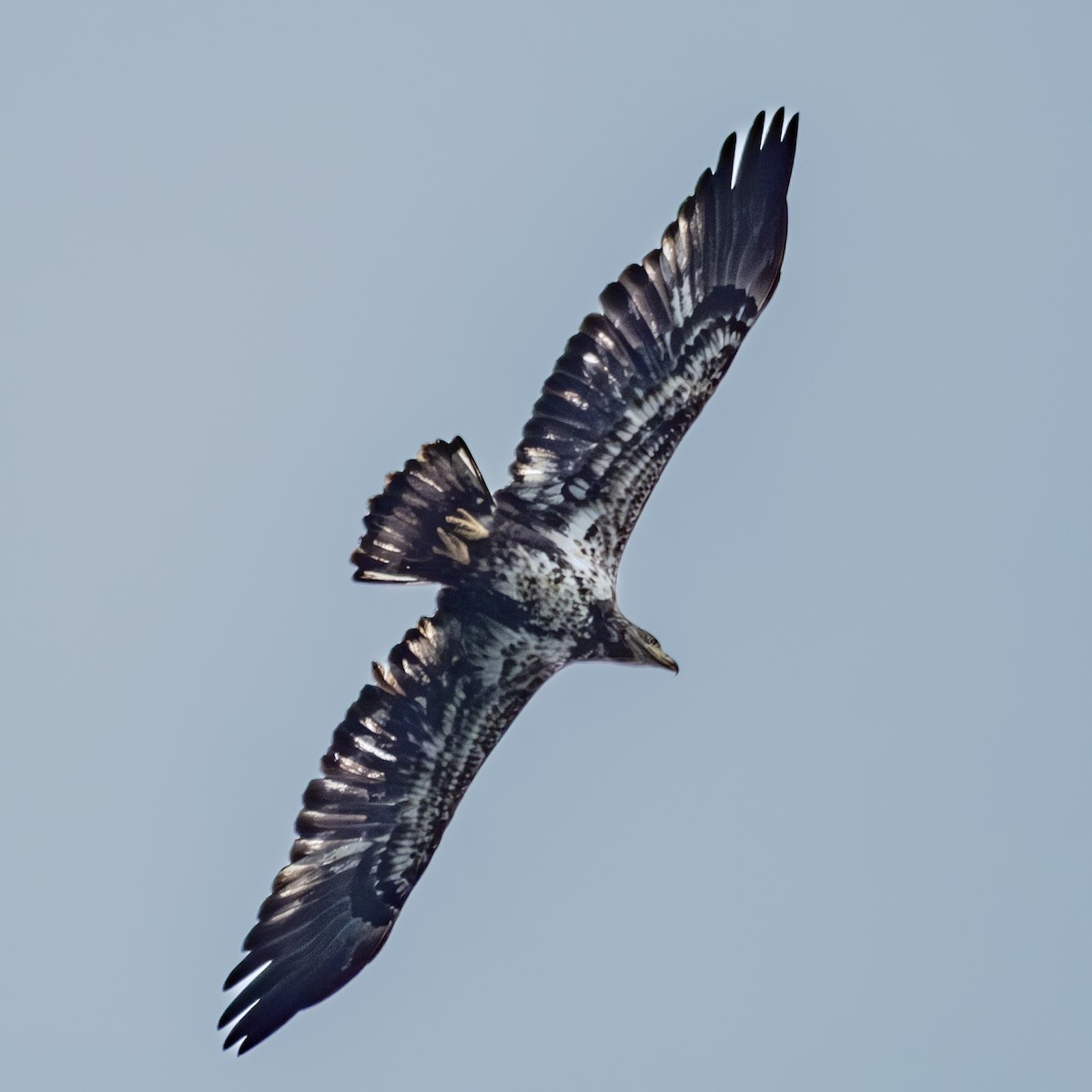 Bald Eagle - ML618488818