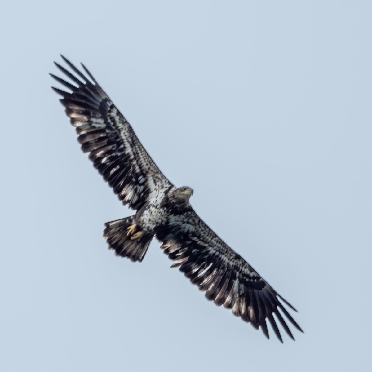 Bald Eagle - ML618488819