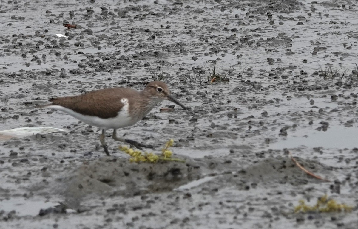 Common Sandpiper - ML618488828