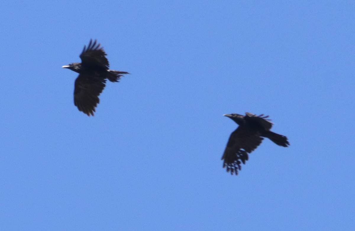 Common Raven - Barry Spolter