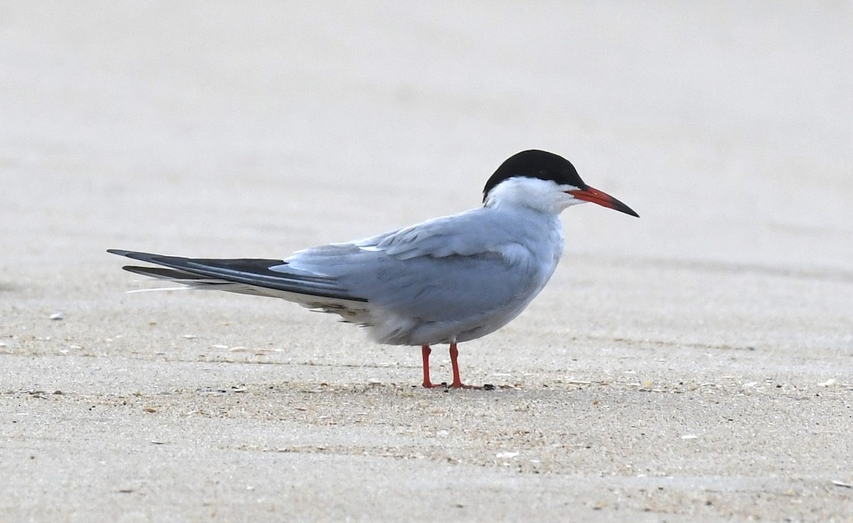 Common Tern - David True