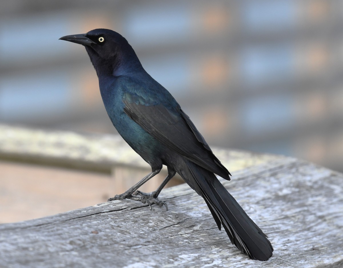 Boat-tailed Grackle - David True