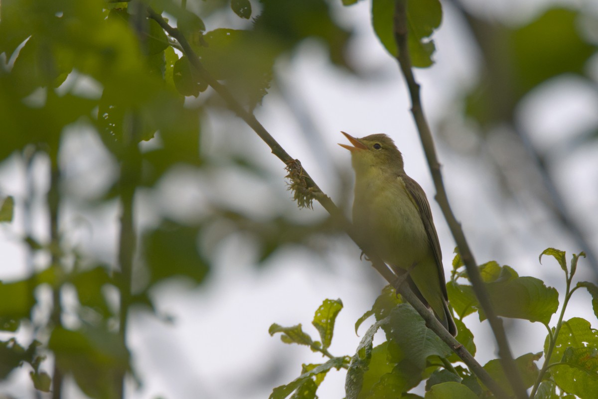 Icterine Warbler - ML618488951
