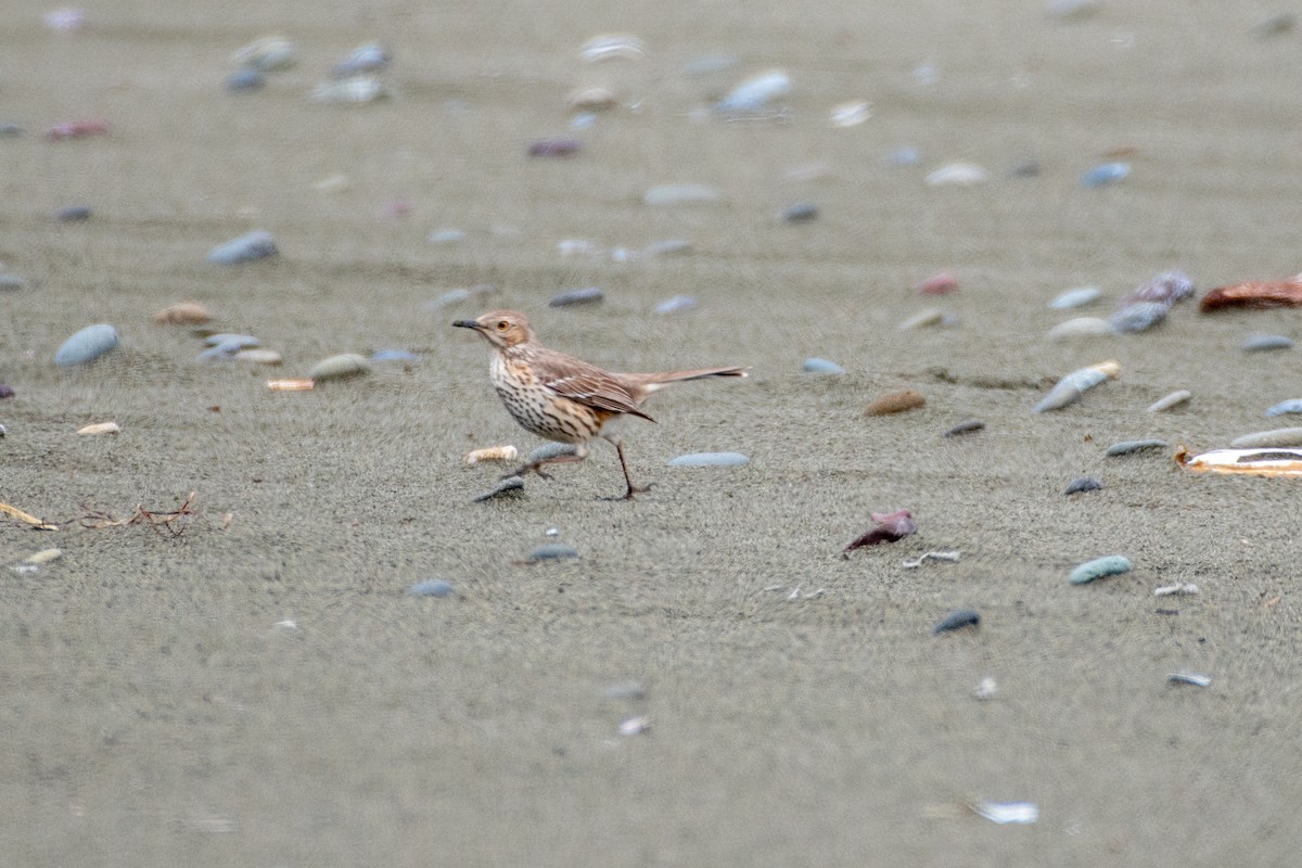 Sage Thrasher - ML618488978