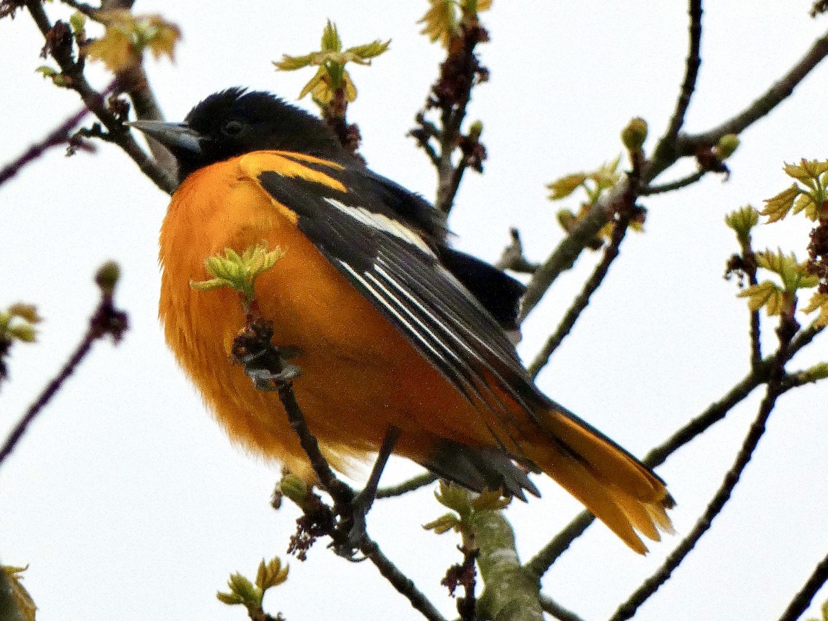 Baltimore Oriole - ML618488992