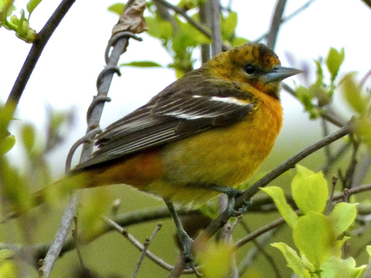 Baltimore Oriole - ML618488994