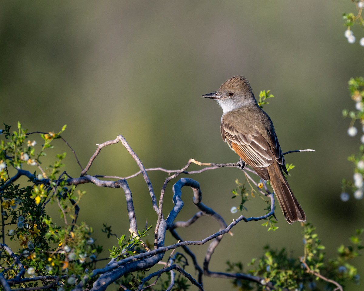 Brown-crested Flycatcher - Mike Henry