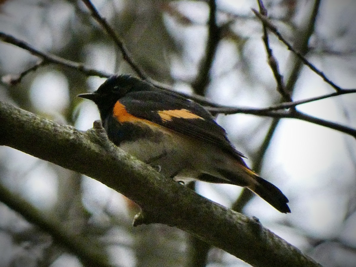 American Redstart - ML618489010