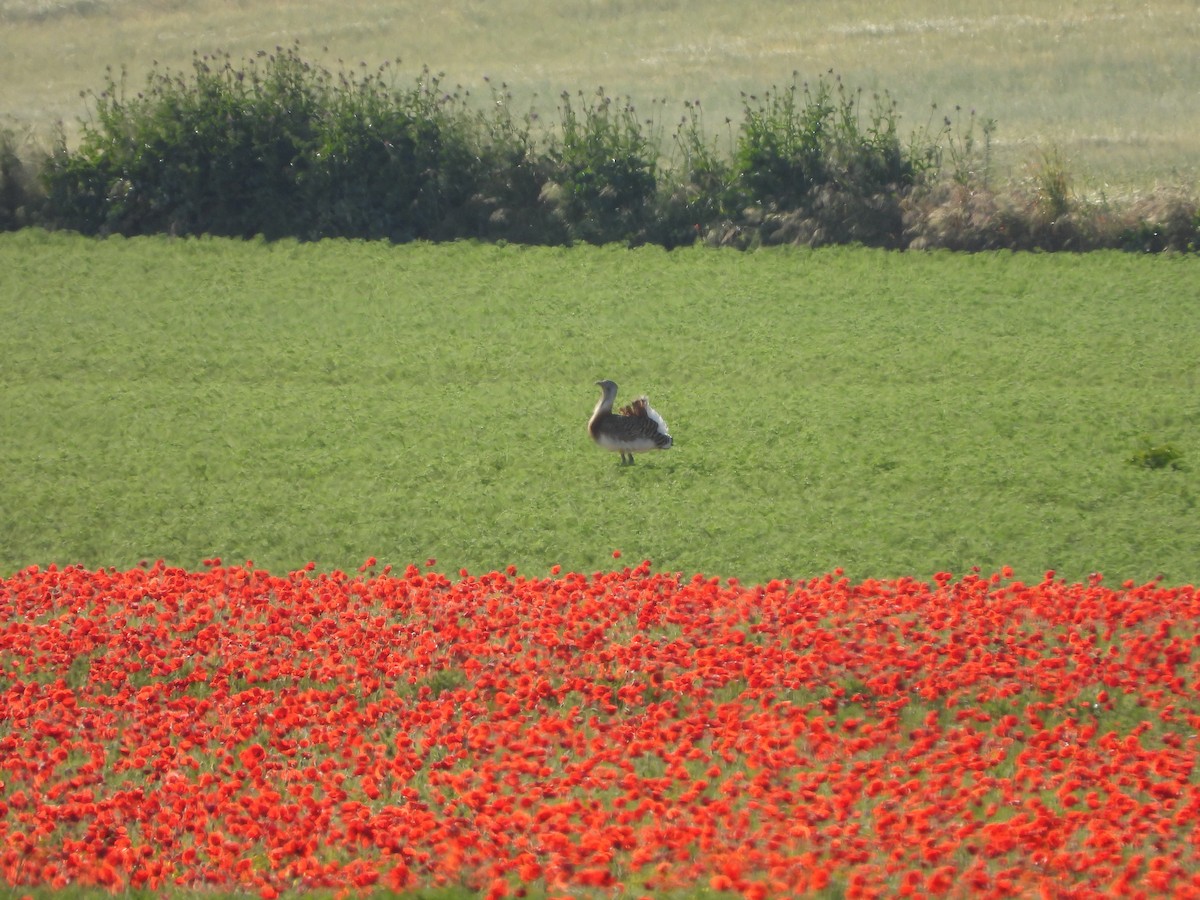 Great Bustard - ML618489025